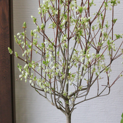 白い花あり❤︎ドウダンツツジの木 1枚目の画像