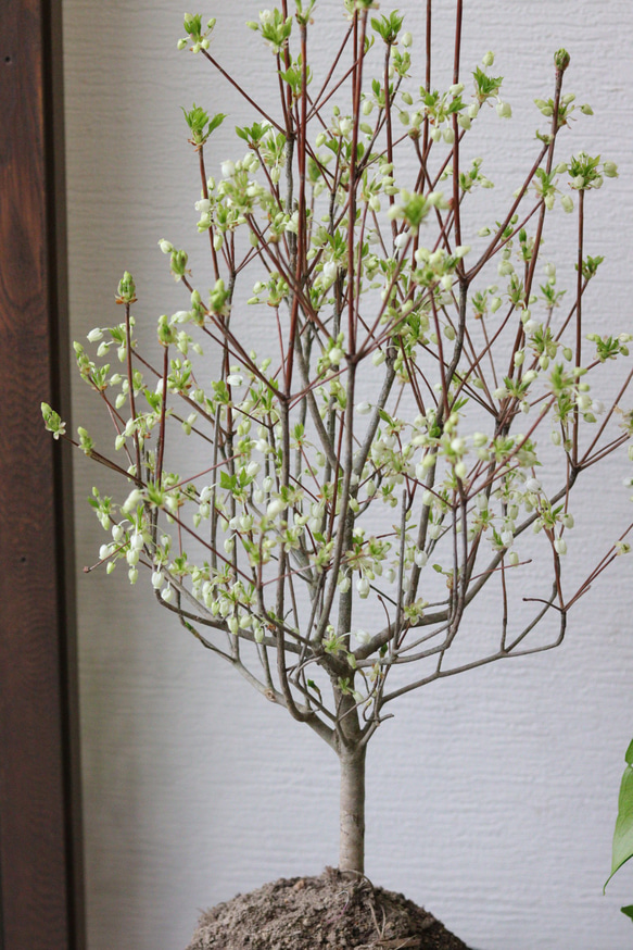 白い花あり❤︎ドウダンツツジの木 1枚目の画像