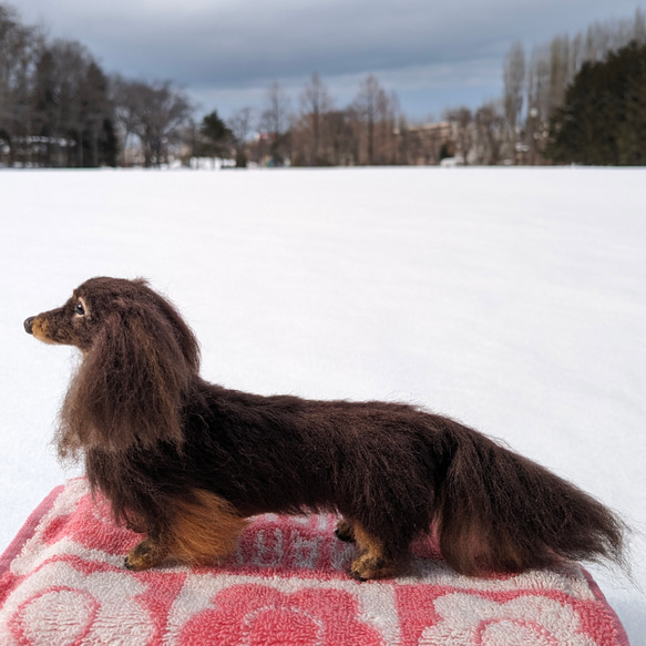 【ココアくん専用】オーダー 羊毛フェルト犬 ダックス チョコタン 5枚目の画像