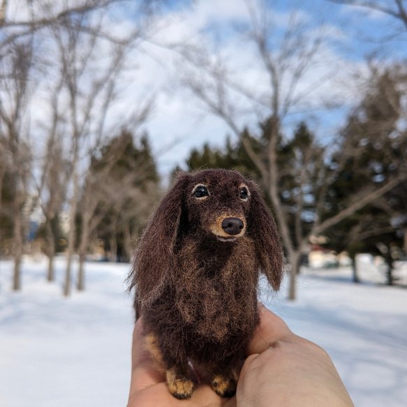 【ココアくん専用】オーダー 羊毛フェルト犬 ダックス チョコタン 3枚目の画像