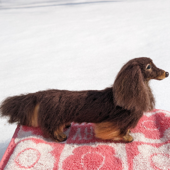 【ココアくん専用】オーダー 羊毛フェルト犬 ダックス チョコタン 6枚目の画像