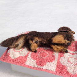 【ココアくん専用】オーダー 羊毛フェルト犬 ダックス チョコタン 9枚目の画像