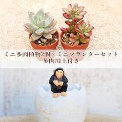 多肉植物2個×ミニプランターセット シャンバゼエッグポット 培養土付き