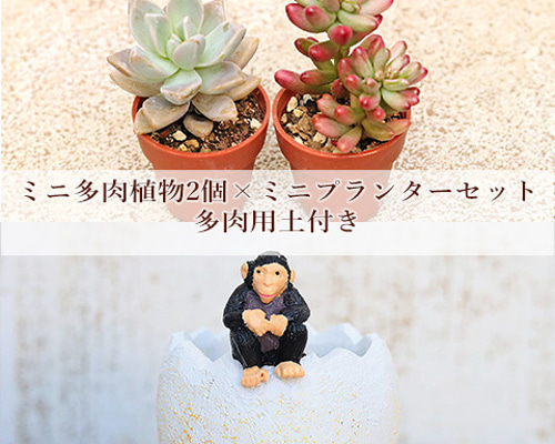 多肉植物　寄せ植え　そのまま飾れる♡ バッグ型プランター f91329877e403276e981de8dcc4a9a