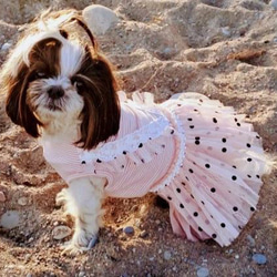ペット服 春夏用 ピンク ドレス 小型犬用 小型猫用 かわいい おしゃれ ウェディングドレス風 cht-1094 3枚目の画像