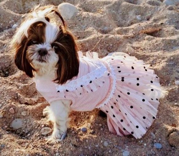 ペット服 春夏用 ピンク ドレス 小型犬用 小型猫用 かわいい おしゃれ ウェディングドレス風 cht-1094 3枚目の画像