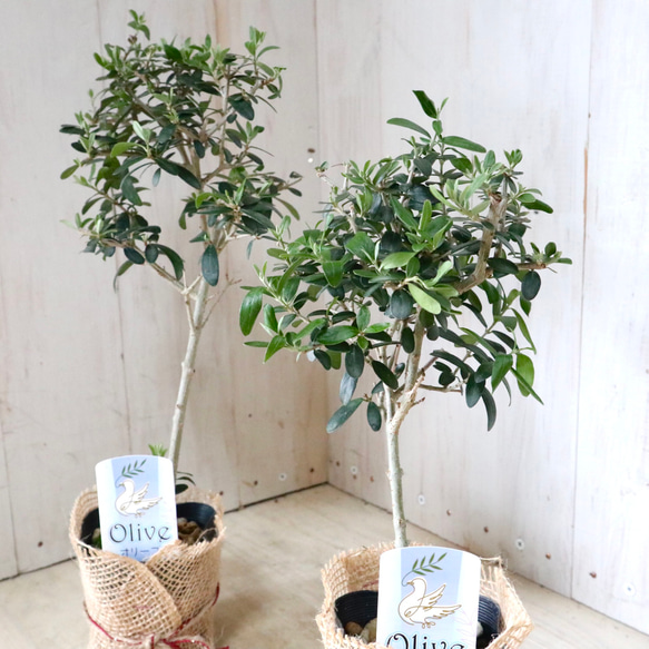 観賞用♡オリーブ♡シルベストリス♡スタンド仕立て♡ アートフラワー