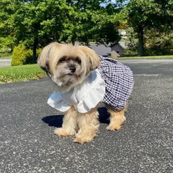 ペット服 犬用ドレス 格子柄 リボン結び お姫様風 洋服 おしゃれ お散歩 お出かけ 旅行 cht-1106 7枚目の画像