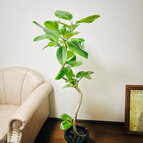 現品］7番 フィカス アルテシマ 曲がり 8号 観葉植物 室内 大型