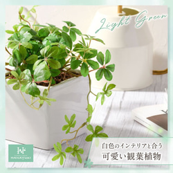 HANAYUKI 人工観葉植物 フェイクグリーン シュガーバイン 23cm 光触媒加工 卓上サイズ (ライトグリーン） 3枚目の画像