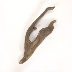 【温泉流木】なびく海藻を思わせるかわいい変形流木 流木素材 インテリア素材 オブジェ レイアウト 2枚目の画像