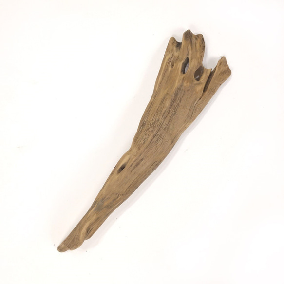 【温泉流木】カッパの手のような平たい変形流木 流木素材 インテリア素材 オブジェ レイアウト 1枚目の画像