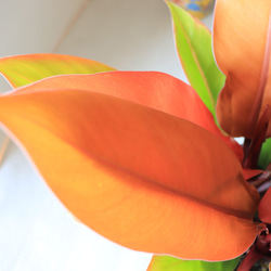 送料無料｜フィロデンドロン・プリンスオブオレンジ｜インテリアグリーン｜観葉植物 4枚目の画像