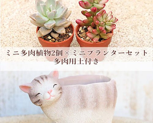 ニココハウス多肉植物生産販売 | 今日の多肉ちゃん💓 外にほぼ