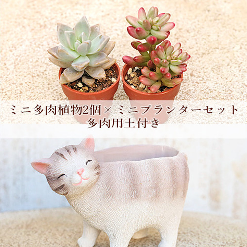 多肉植物2個×ミニプランターセット リールシネット ポット 培養