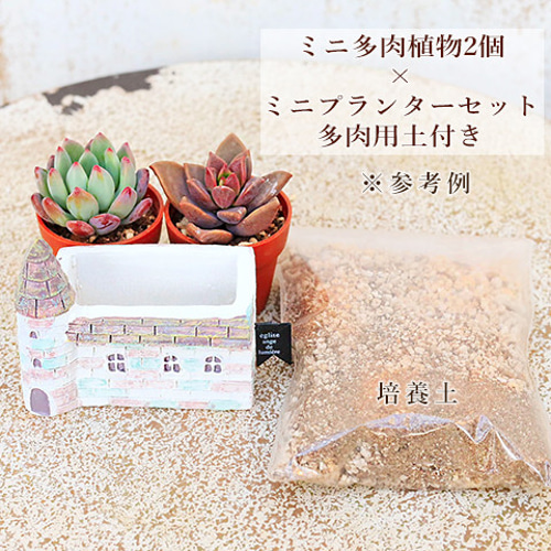 多肉植物2個×ミニプランターセット リールシネット ポット 培養