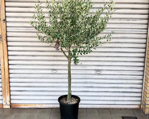 厳選樹形！ オリーブの木 シプレッシーノ（チプレッシーノ