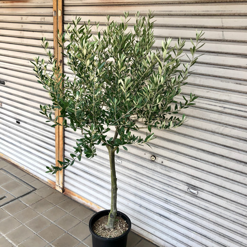 現品 極太株 オリーブの木 オリーブ souju シプレッシーノ
