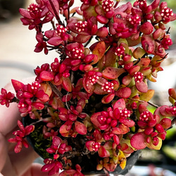 紅ちご＊もりもり新芽入り！＊多肉植物＊花芽付き＊ポットごと 2枚目の画像