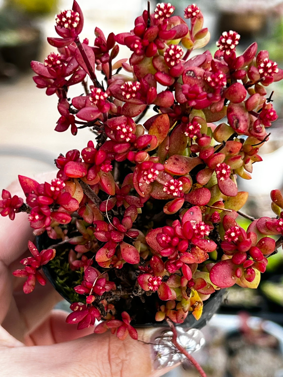 紅ちご＊もりもり新芽入り！＊多肉植物＊花芽付き＊ポットごと 2枚目の画像