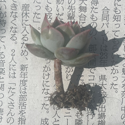 特別価格!!多肉植物 エケベリア 韓国苗　ピンクチップス(送料込み) 2枚目の画像