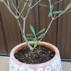 再販♡オリーブの木　エルグレコ　個性的ドット柄テラコッタ鉢植え　苗　シンボルツリー 3枚目の画像