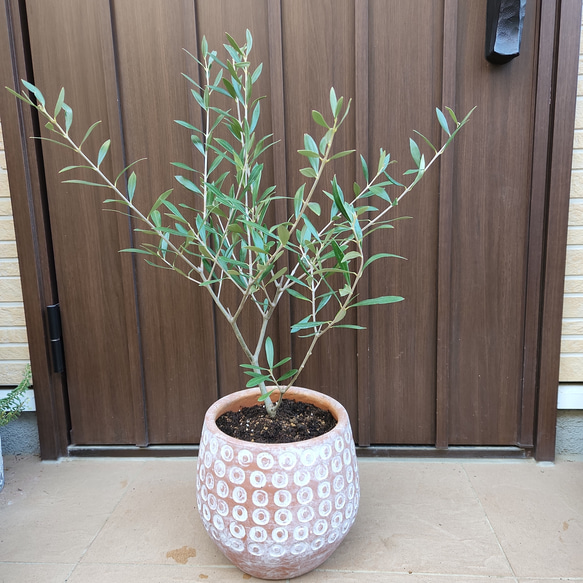 再販♡オリーブの木　エルグレコ　個性的ドット柄テラコッタ鉢植え　苗　シンボルツリー 1枚目の画像