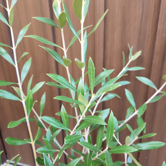 再販♡オリーブの木　エルグレコ　個性的ドット柄テラコッタ鉢植え　苗　シンボルツリー 4枚目の画像