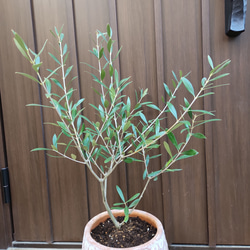 再販♡オリーブの木　エルグレコ　個性的ドット柄テラコッタ鉢植え　苗　シンボルツリー 5枚目の画像