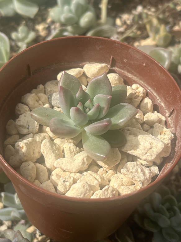 特別価格!!多肉植物 エケベリア 韓国苗　アルジェ(送料込み) 1枚目の画像