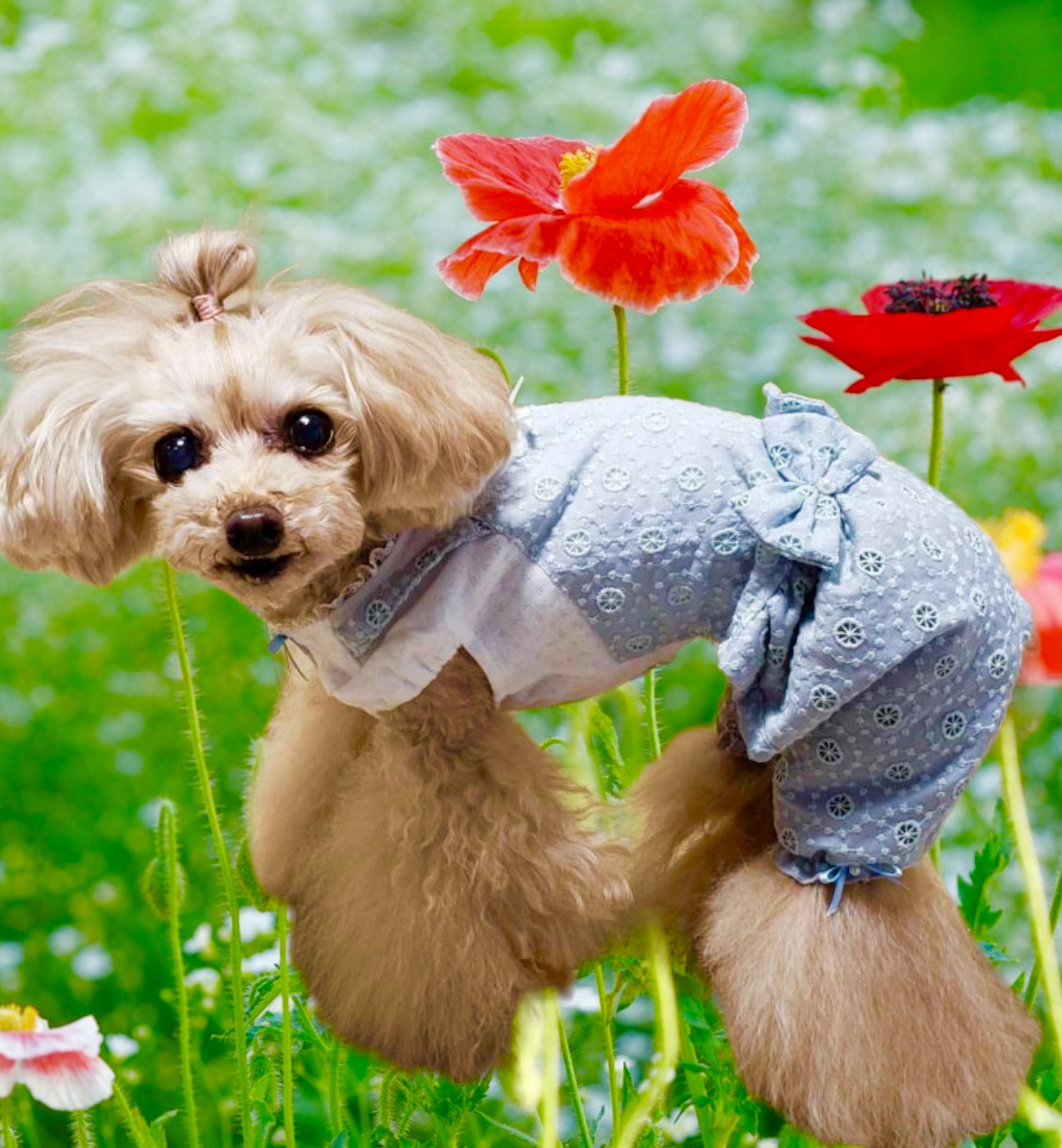 犬服／猫服 サークルレースワンピース/オールインワン [OP898]. モスアイスミントオールインワン