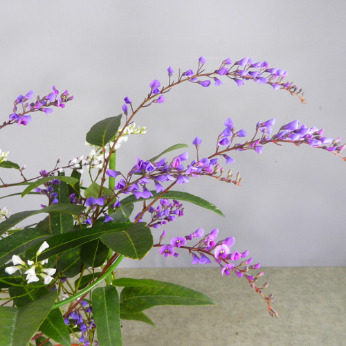 鉢花 ERIRA ds-centralrose-minibara-6_9901