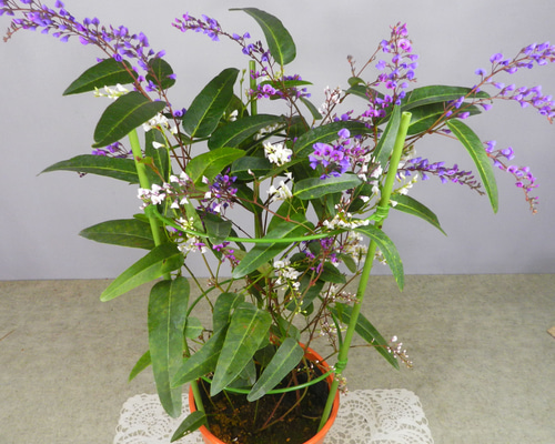 鉢花 ERIRA 楽天市場】予約販売 アザレア ロドデンドロン エターナル ホワイト 4号