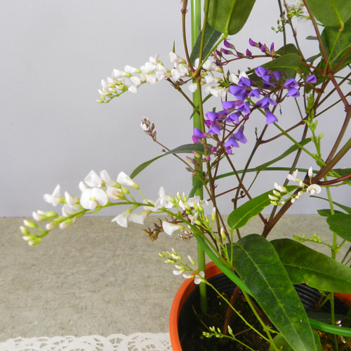 ☆ENGEI ichioki☆ハーデンベルギア・3色寄せ植え・鉢花03◇6号鉢