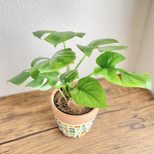 【veil plants】TCM①株モンステラ　デリシオーサミントガラス容器入り veil plants】TCM②株モンステラ デリシオーサミントガラス容器入り