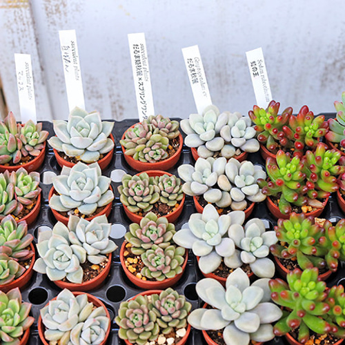 多肉植物2個×ミニプランターセット レグリース ポット 培養土付き 鉢