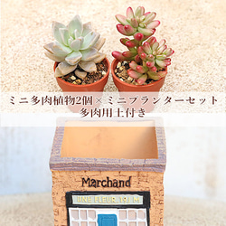 多肉植物寄せ植えセット のおすすめ人気通販 検索結果｜Creema