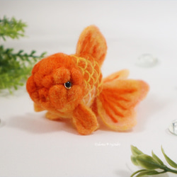 迷你紅色 Oranda 金魚羊毛氈水族箱母親節夏季春季 第5張的照片