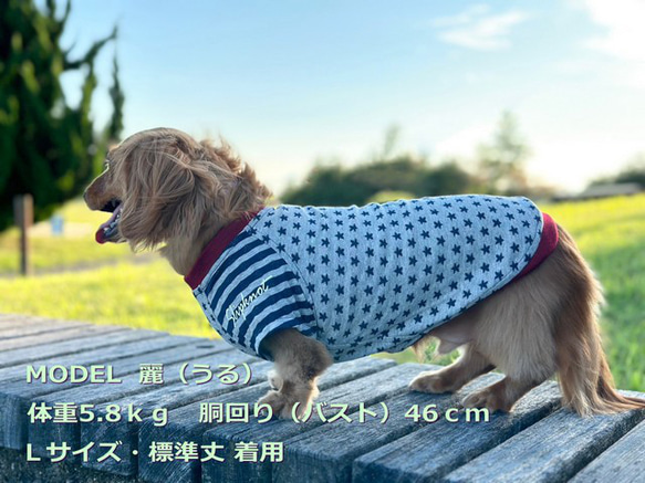 星柄ボーダーの小型犬用ニットウェア【送料無料】【ルージュ・アルジェンテ】  ダックス 小型犬用洋服 綿 ラグラン 袖アリ 3枚目の画像