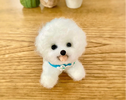 ビションフリーゼのゾイくんと羊毛フェルト | TikTok