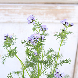 花苗 ギリア トリコロール 3号 春 パープル 花 寄せ植え 鉢植え 花壇 庭 4枚目の画像