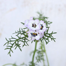 花苗 ギリア トリコロール 3号 春 パープル 花 寄せ植え 鉢植え 花壇 庭 5枚目の画像