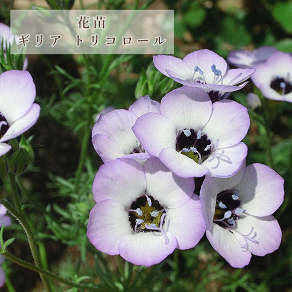 花苗 ギリア トリコロール 3号 春 パープル 花 寄せ植え 鉢植え 花壇 庭 1枚目の画像
