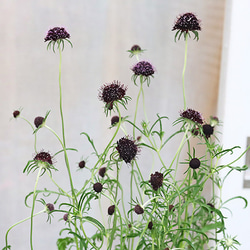 花苗 スカビオサ チリブラック 3号 春 多年草 四季咲き ダークカラー