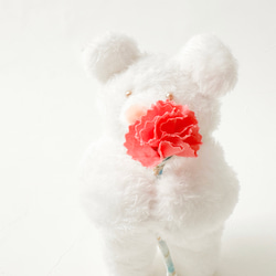【最後一件】「送花給你」絨毛熊和康乃馨 第3張的照片