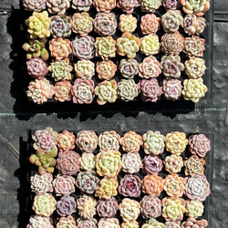 韓国プラグ苗40個セット　エケベリア　寄せ植え　多肉植物 1枚目の画像
