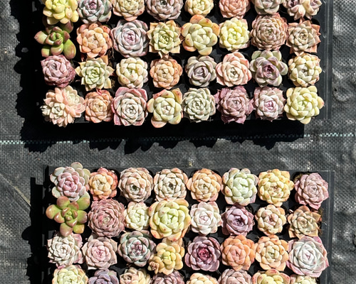 16ea53a79ba0f4eac0c59474ec93d4