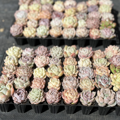 韓国プラグ苗40個セット エケベリア 寄せ植え 多肉植物 多肉植物