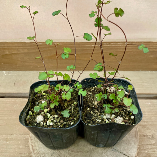 花苗 観葉植物 ワイヤープランツ スペード 2ポットset アートフラワー 