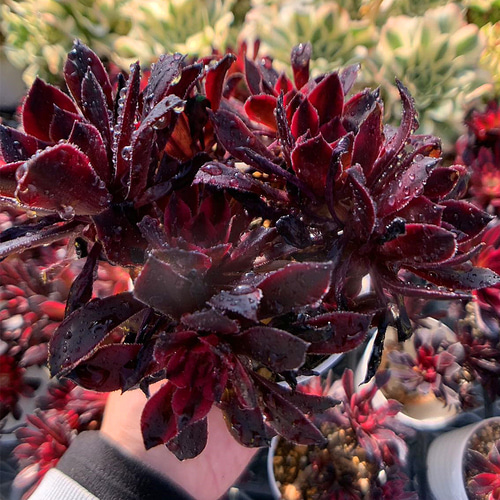 農園直売 多肉植物 寄せ植え アエオニウム ブラックスワン（錦